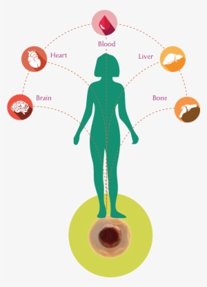 Our Body's Stem Cells Which Are Similar To A Seed Of - Stem Cell