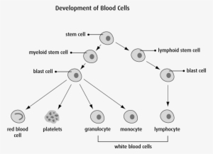 Diagram Of Development Of Blood Cells - Acute Lymphoblastic Leukemia Diagram