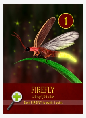 Firefly