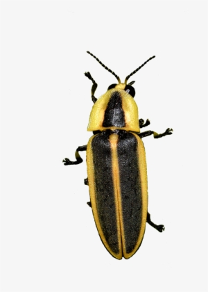 Oliver Keller On Twitter - Soldier Beetle