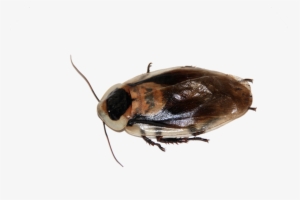 Cockroach - Kecoa Png