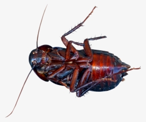 This High Quality Free Png Image Without Any Background - Cockroach Png