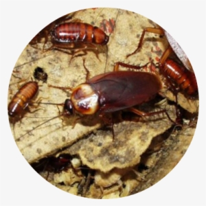 How To Get Rid Of Cockroach Infestations - Creepy Cockroach