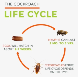 American Cockroachgerman Cockroach - Life Cycle Of A Cockroach