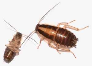 Nymph German Cockroach - German Cockroach Nymph