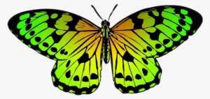Tropical Butterfly Image - Yellow Orange Black Butterfly