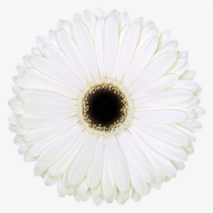 High Resolution Image, Download File - Retro Chocolate Logo