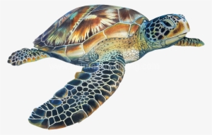 Eretmochelys Imbricata - Penyu Png