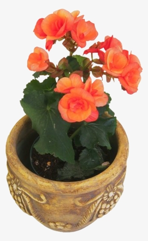 Potted Flower Red Flower - Garden Roses