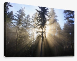 Sun Shining Through Morning Fog And Trees