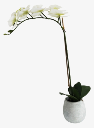 Potted Orchard 7 Flowers 60cm - Flower