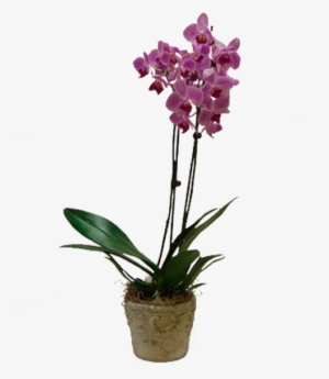 Potted Purple Phalaenopsis - Phalaenopsis Equestris