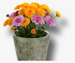 Potted Flowering Plants - Obal Kulatý + Igelit Proutí Mix Bílý Okraj