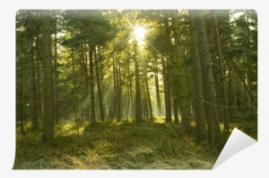 Shaded Trees With The Sun Shining Through Wall Mural - Nap