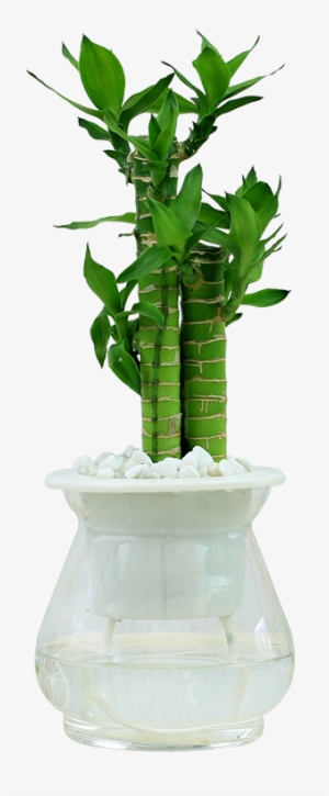 Rich Bamboo Potted Flower Transport Bamboo Water Indoor - Plants