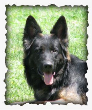 Long Coat German Shepherd Puppy For Sale - Dog