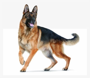 German Shepherds Are Prone To Digestive Sensitivity - German Shepherd Dog Png