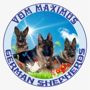 German Shepherd Puppy Contract - Old German Shepherd Dog