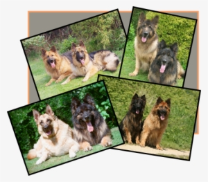 Long Haired German Shepherd In Scotland Breeders