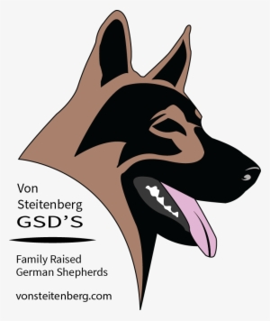 German Shepherd Puppies, German Shepherds, Atticus, - Working Dog