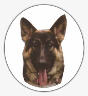 Atticus Sister - Sofie - Old German Shepherd Dog