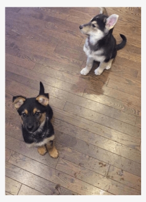 Puppy Rate - Old German Shepherd Dog