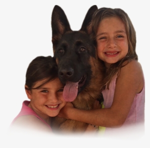 Puppies For Sale - German Shepherd