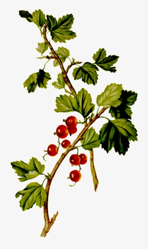Hand-painted Red Grapes Grown On Trees - Red