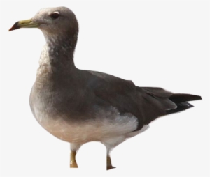 Train Visual Count Estimates In Viscount - Great Black-backed Gull