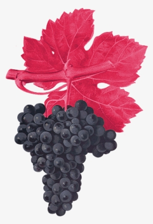 4 Acres Planted March - Giclee Painting: Troncy's Cabernet Franc Grape, 24x18in.