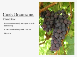 Candy Dreams Grapes - Grape