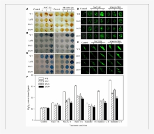 Reactive Oxygen Species Levels And Cell Death In Theif1a - .org