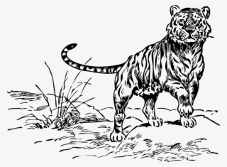 Tiger Png Clip Arts - Black And White Line Drawing Tiger