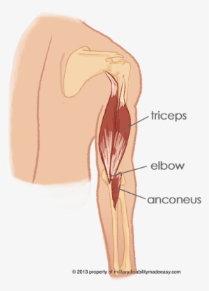 Shoulder Muscle 14 - Anconeus Arm