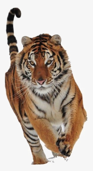 Walking Tiger Transparent Image - Tiger Transparent