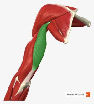 Card Image - Muscle