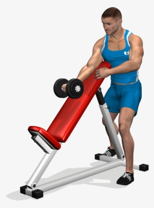 Standing One Arm Dumbbell Curl Over Incline Bench Involved - Exercise