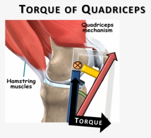 The - Moment Arm Of Quadriceps