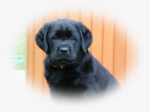 Canadian Labrador Retriever