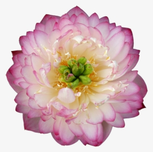 Beautiful Flower Hd Pink - Luoyang Peonies Lotus Pink Nelumbo Nucifera Diy