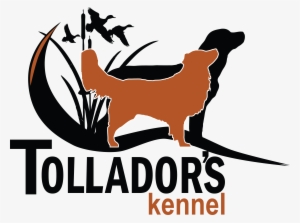 Nova Scotia Duck Tolling Retriever & Labrador Retriever - Labrador Retriever