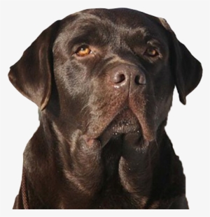 Welcome To Drobot Labrador Retrievers - Labrador Retriever