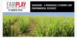 Sugarcane A Remarkable Economic And Environmental Resource - Cash Crop