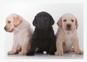 Rescue Renew Rehome: A Practical Guide To Adopting