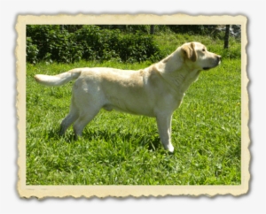 Cameo's Anema E Core - Labrador Retriever