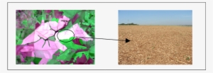 Spectral Behavior Of Sugarcane Areas With Mechanical - Color