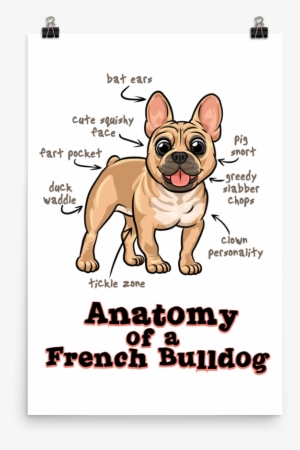Anatomy Of A French Bulldog - French Bulldog