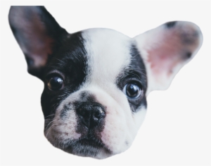 Face Puppy - Buck Trent Ii: Concho Verde [book]