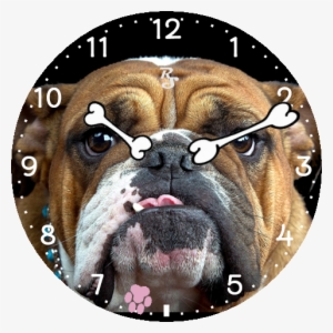 Bulldog Face - Dog Ki Photo Dikhao