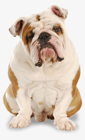 Bulldog - Bulldog With No Background